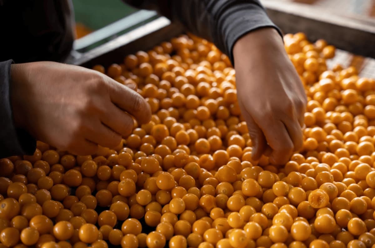 Tour de Vinos en el Valle Central y Visita a Viñedos desde San José