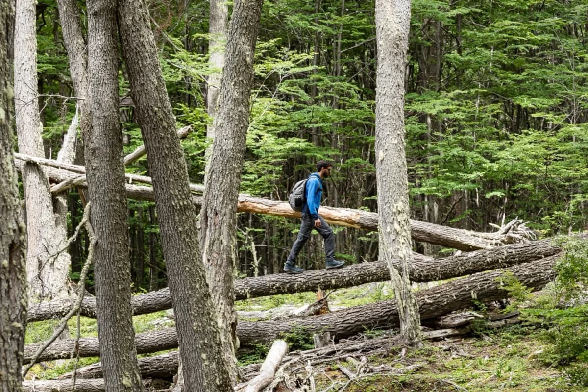 Caminando al Parque Nacional Tierra del Fuego