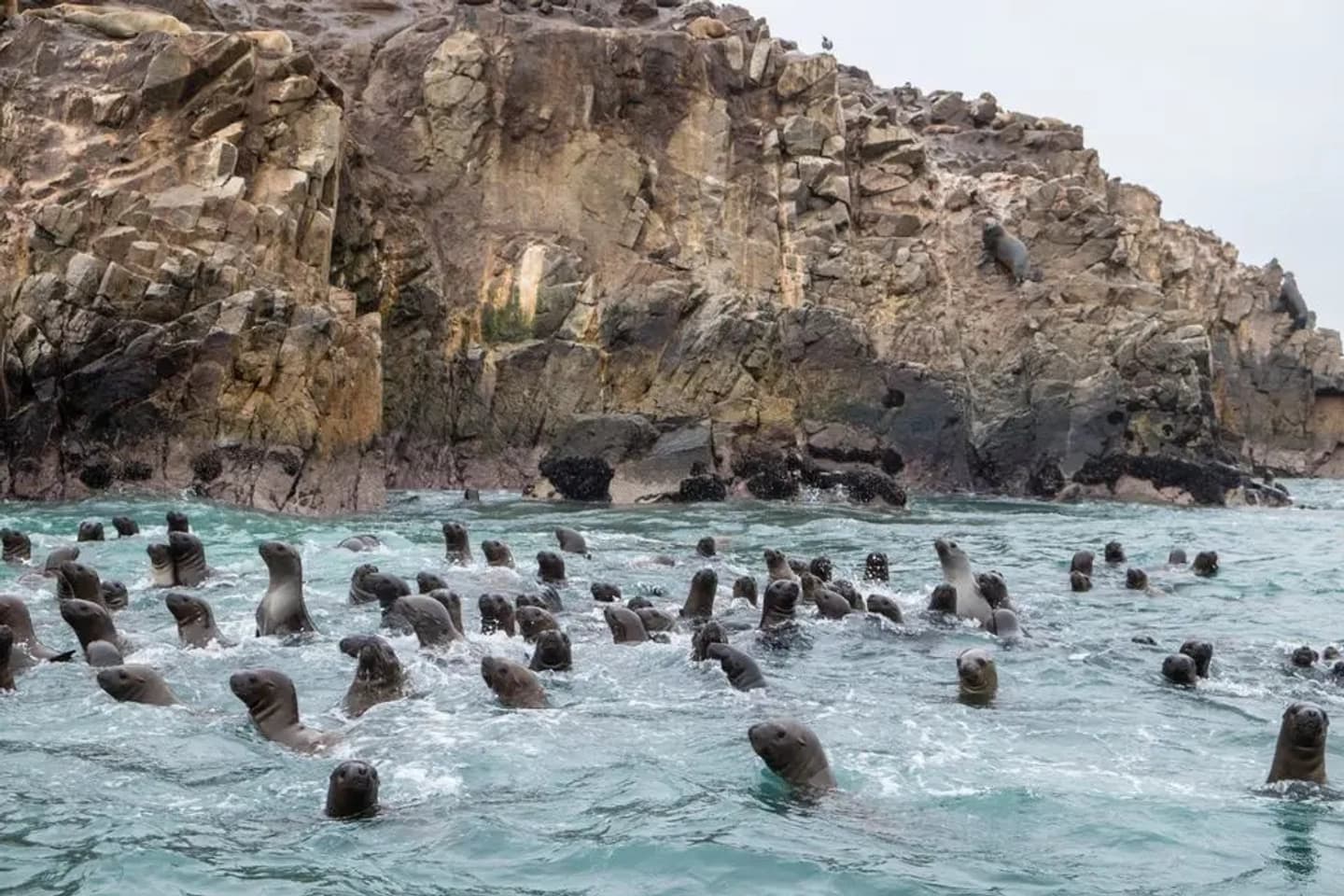 Tour de 1 día en Islas Ballestas y Oasis Huacachina desde Lima