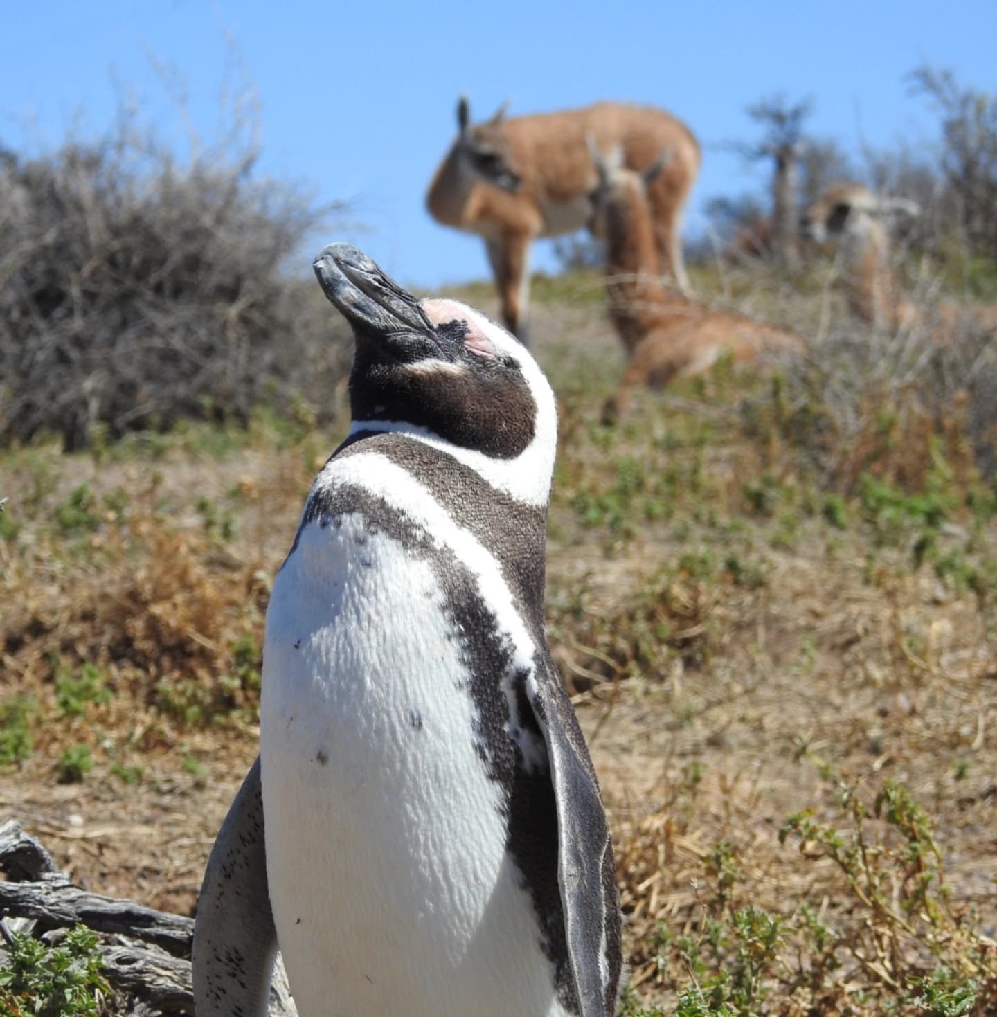 Excursión a Pinguinera Punta Tombo e Isla Escondida 