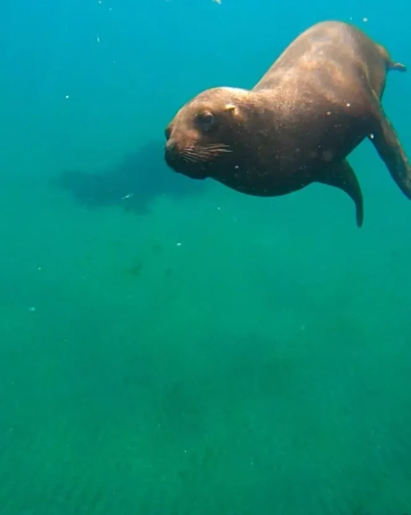 Snorkelling con lobos marinos en Puerto Pirámides 