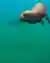 Snorkelling con lobos marinos en Puerto Pirámides 