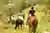 Tour a Caballo en Medellín por Montañas y Cultura Paisa