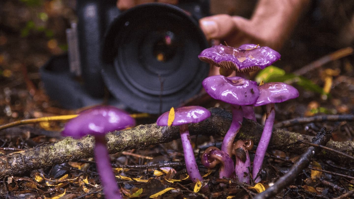 Caminata e Ilustración Reino Fungi en el Bosque desde Pucón