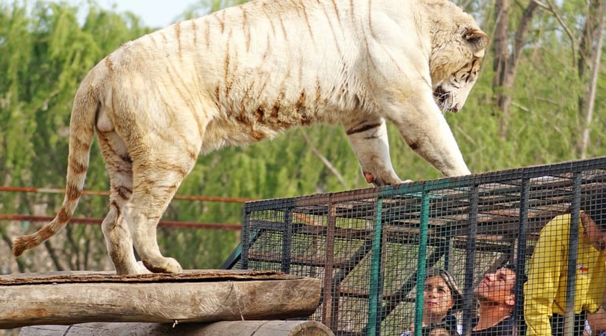 Safari Park Rancagua Tour with Transfers from Santiago