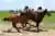Experiencia Gaucha: Asado, Folclore y Destrezas Criollas en Estancia Don Silvano