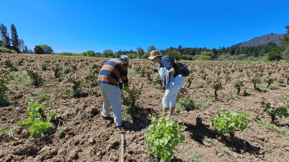 Tour Día de Campo por Viña Prado