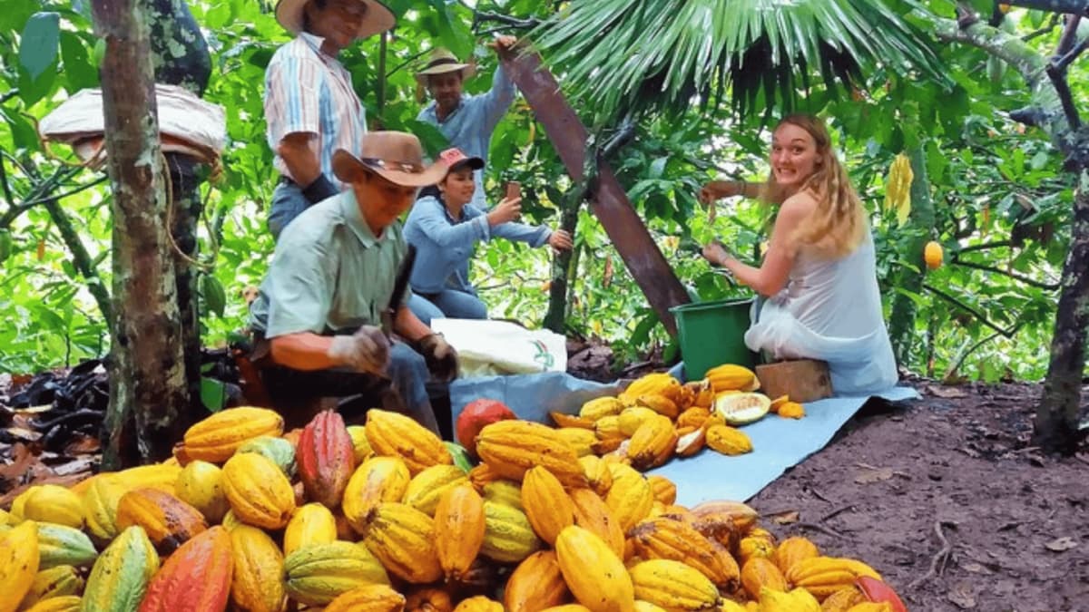 Tour del Cacao en San Rafael: Vive el Proceso del Chocolate Artesanal