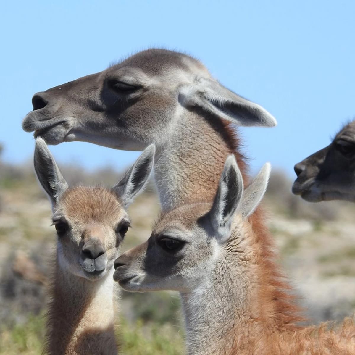 Excursión a Pinguinera Punta Tombo e Isla Escondida 