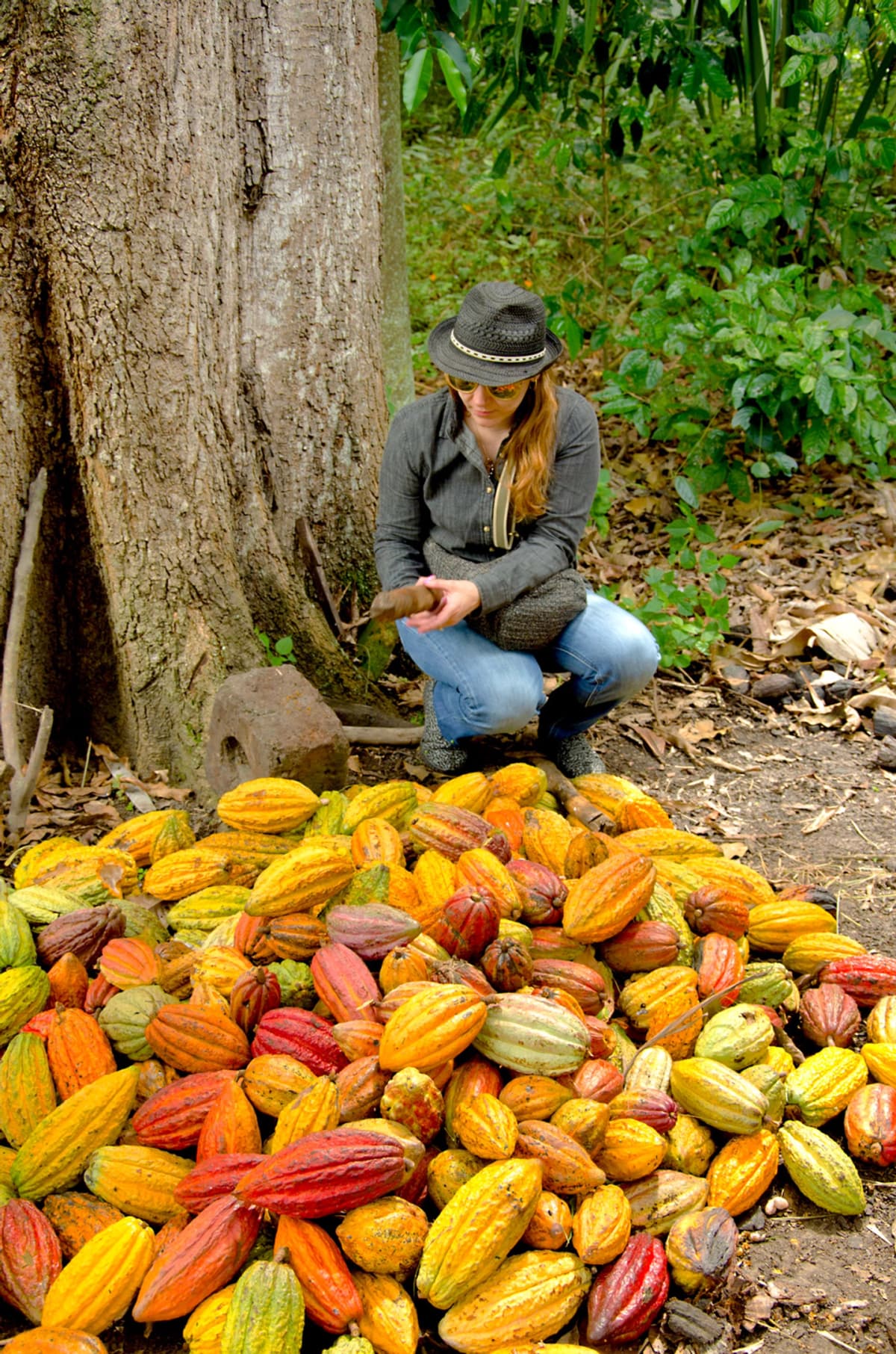 De la Semilla a la Taza: Una travesía sensorial por el Cacao y el encanto de Filandia.