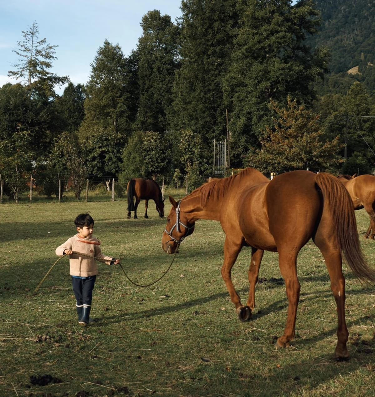 Paseo a caballo en el Río Liucura