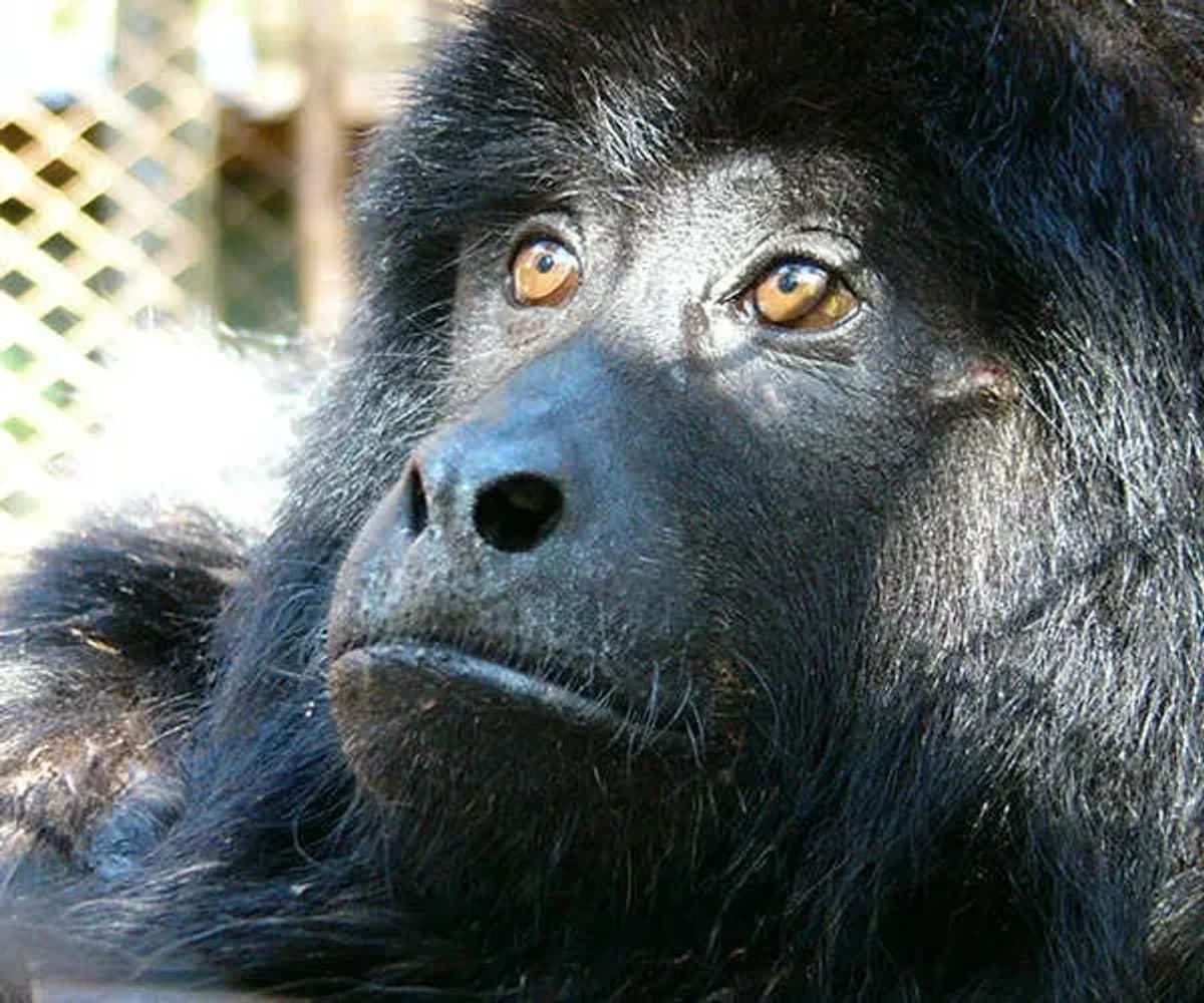 Visita a Refugio de Animales Silvestres Guira Oga 