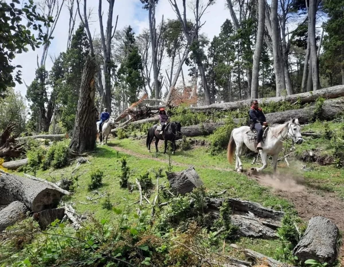 Cabalgata Terapia de Bosque en Villa Traful