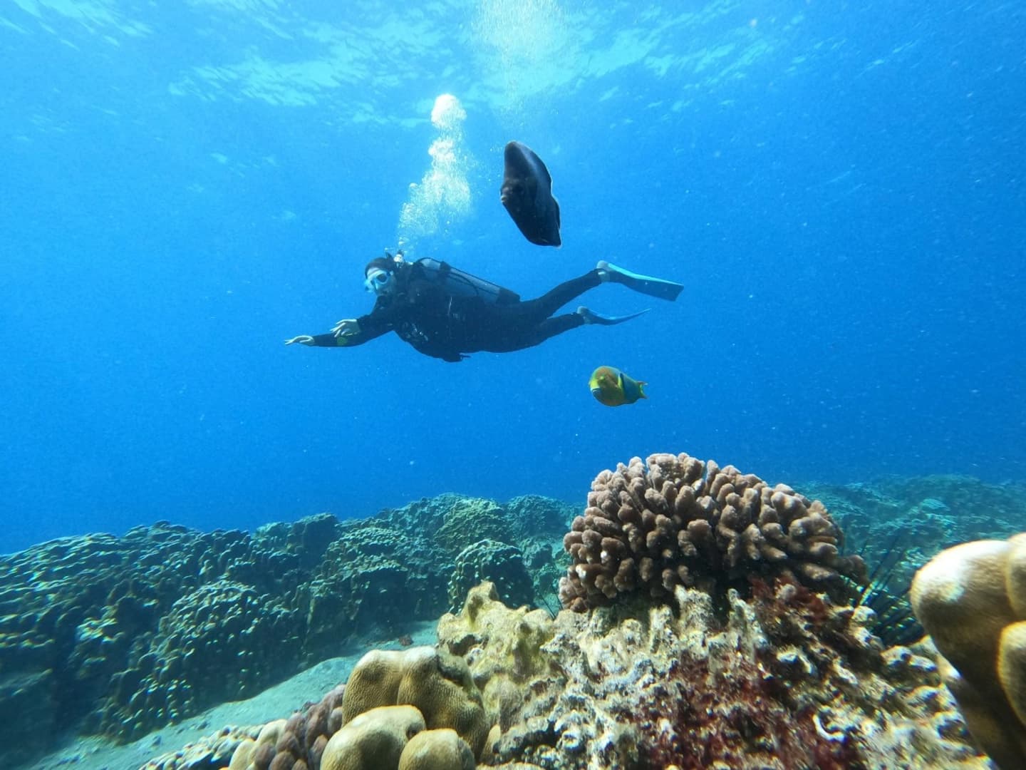 Buceo para Buzos Certificados en Rapa Nui
