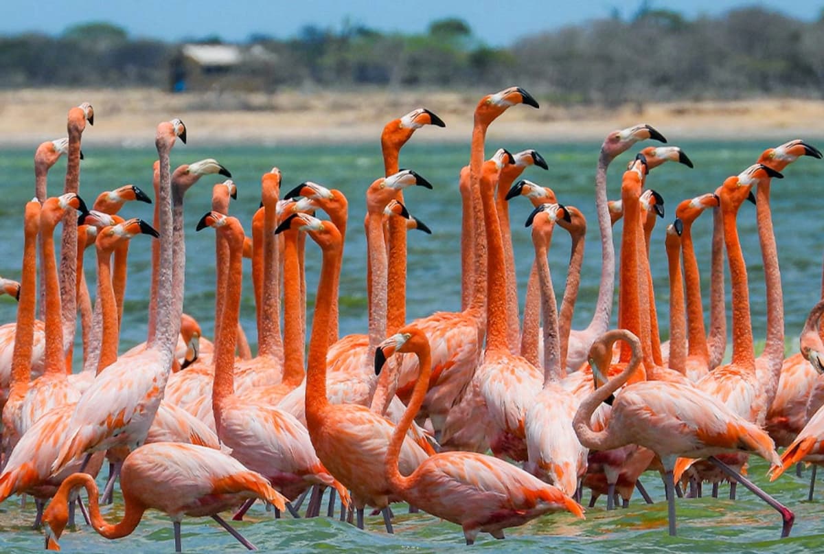Tour de Observación de Flamencos en Canoa en el Parque Natural Los Flamencos