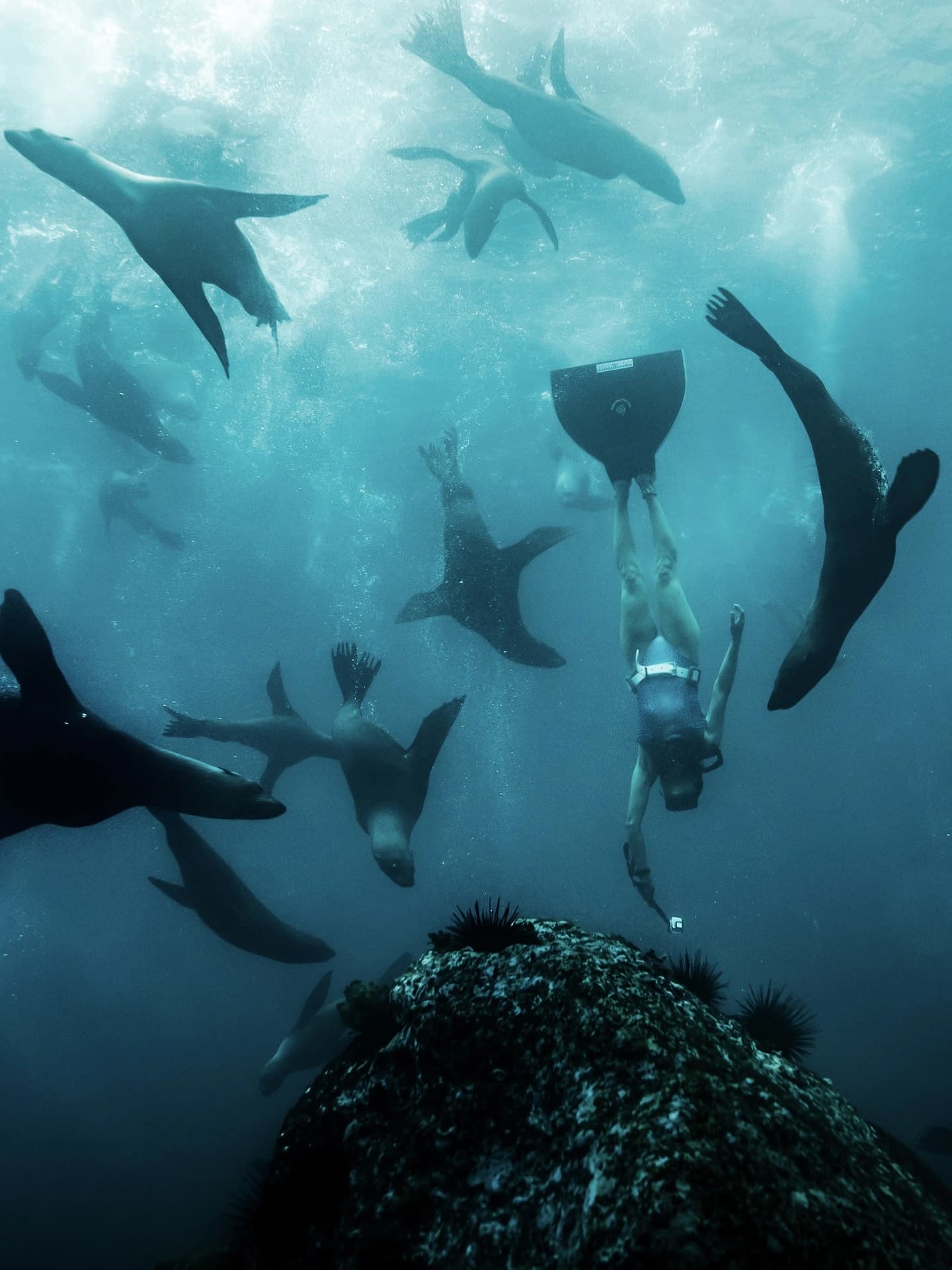 Nado Guiado con Lobos Finos de Dos Pelos en Isla Robinson Crusoe
