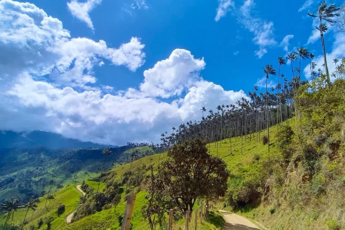 Tour Tradicional La Carbonera desde Salento Q