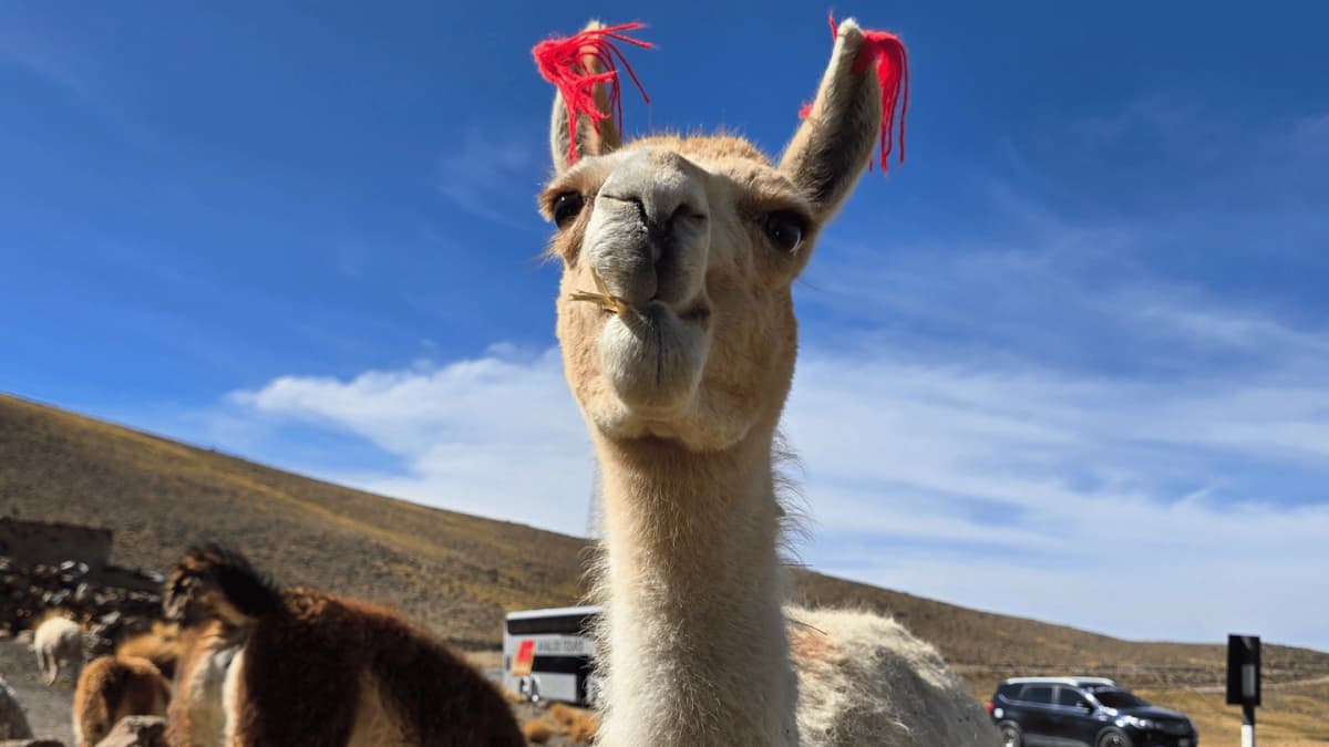 Tour Cañón del Colca y traslado a Puno