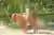 Cabalgata y Tirolesas en la Selva desde Cancún