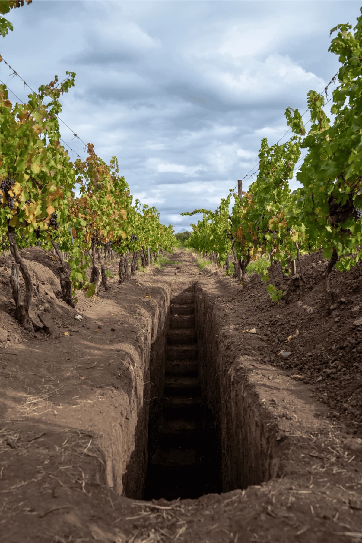 Cata de Vinos Íconos en Viña Maquis