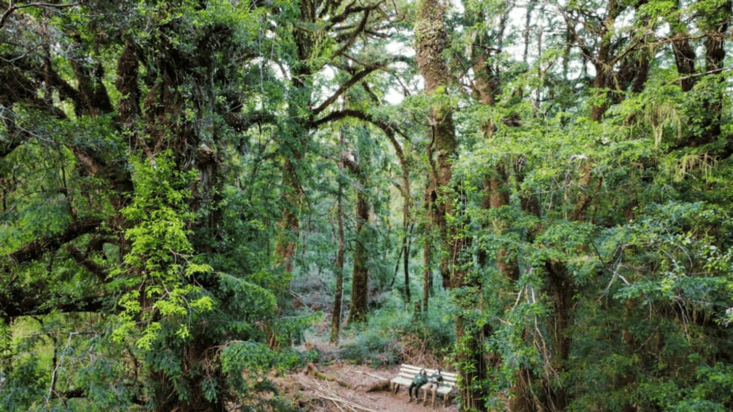 Entrada al Parque Tepuhueico en Chiloé
