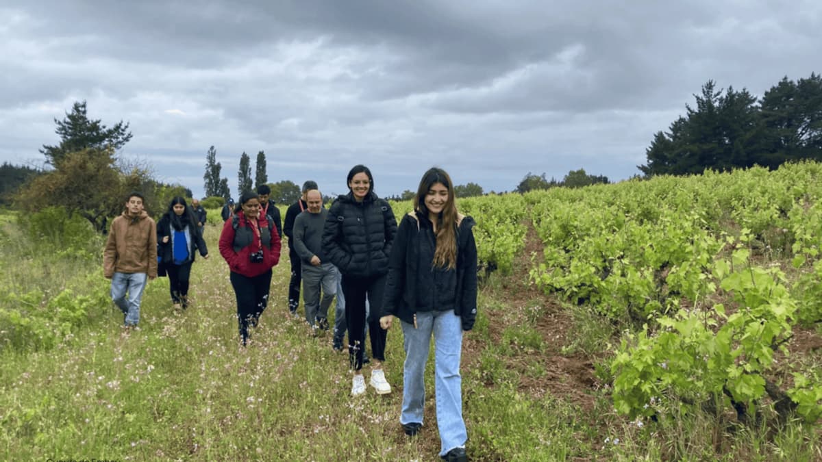 Vive Vendimia con cosecha y almuerzo en Viña Prado, Portezuelo