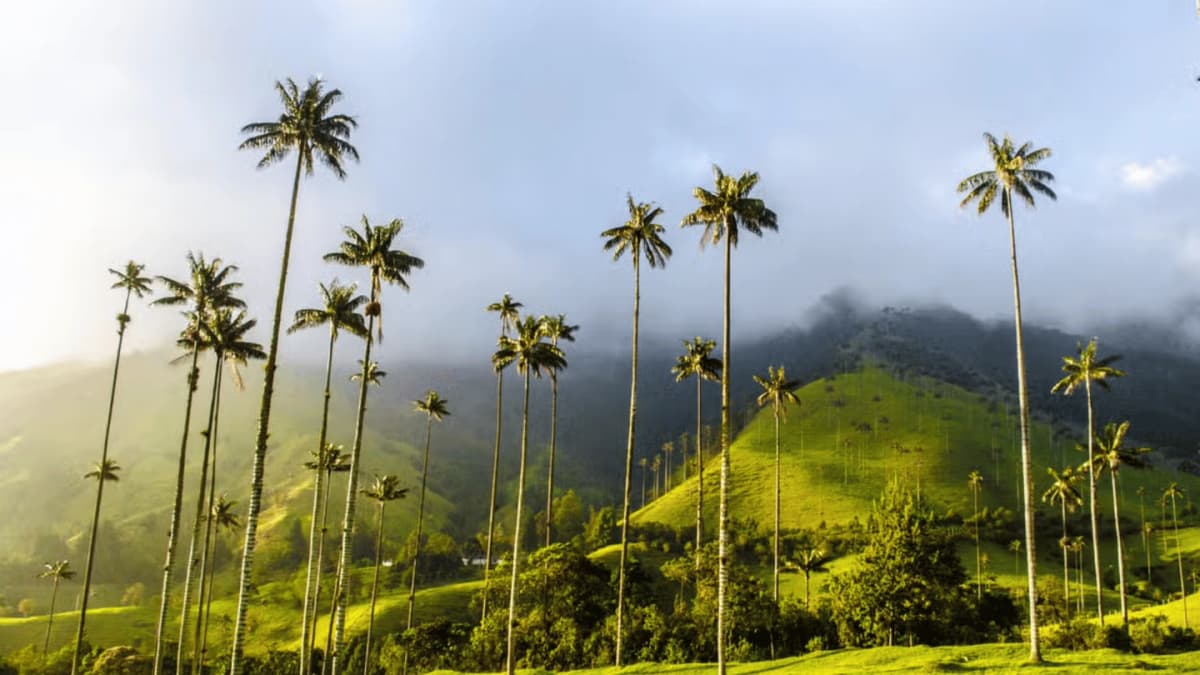 Excursión al Valle de Cocora, Salento y Filandia con transporte