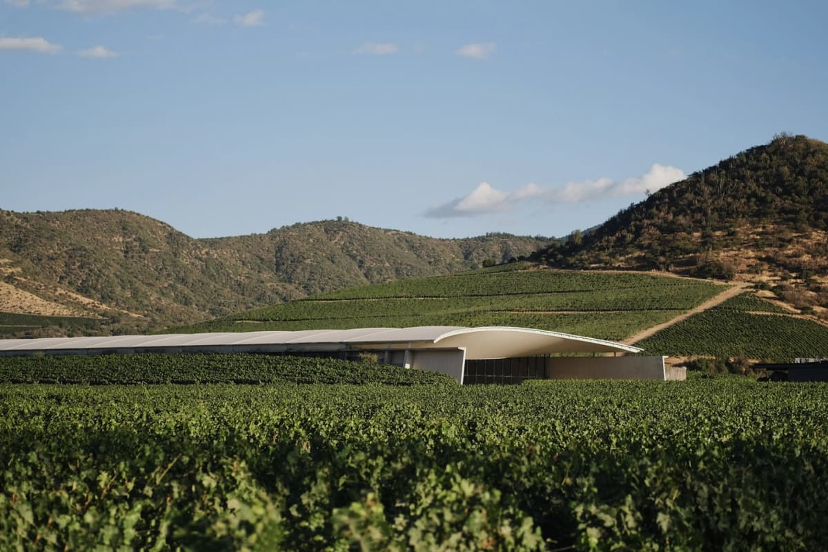 VIK Winery: Architecture and Premium Wine Tasting - Exclusive English Tour