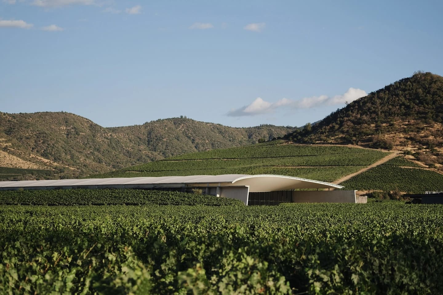 Bodega VIK: Arquitectura Vanguardista y Degustación Premium - Tour Exclusivo en Inglés