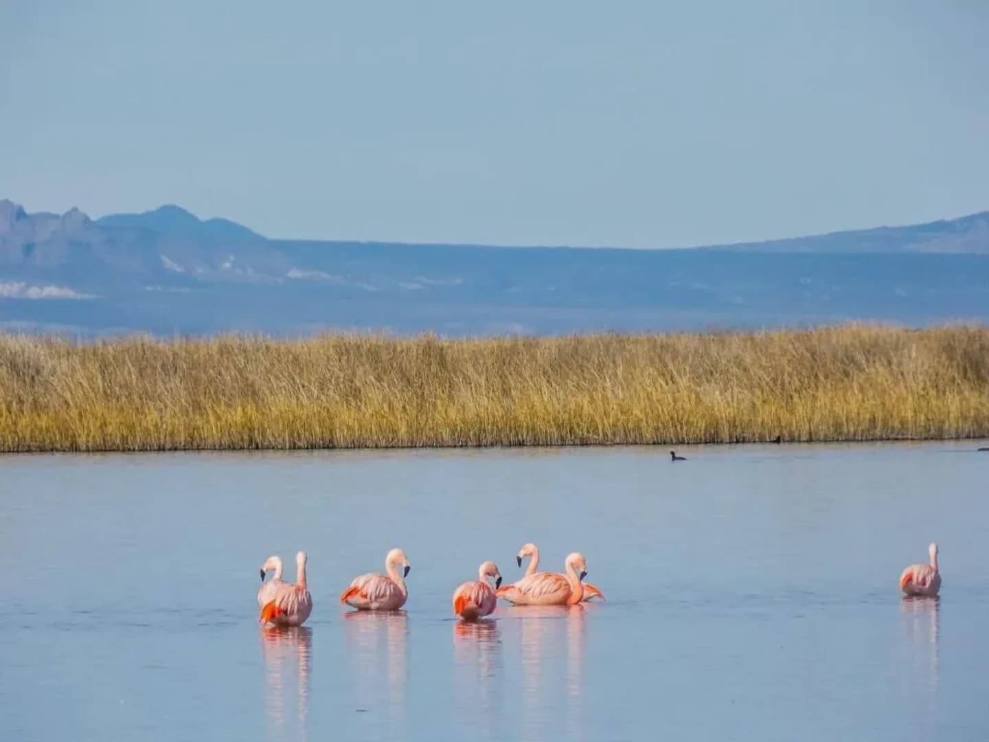 Excursión descubriendo la Laguna de Llancanelo desde Malargüe
