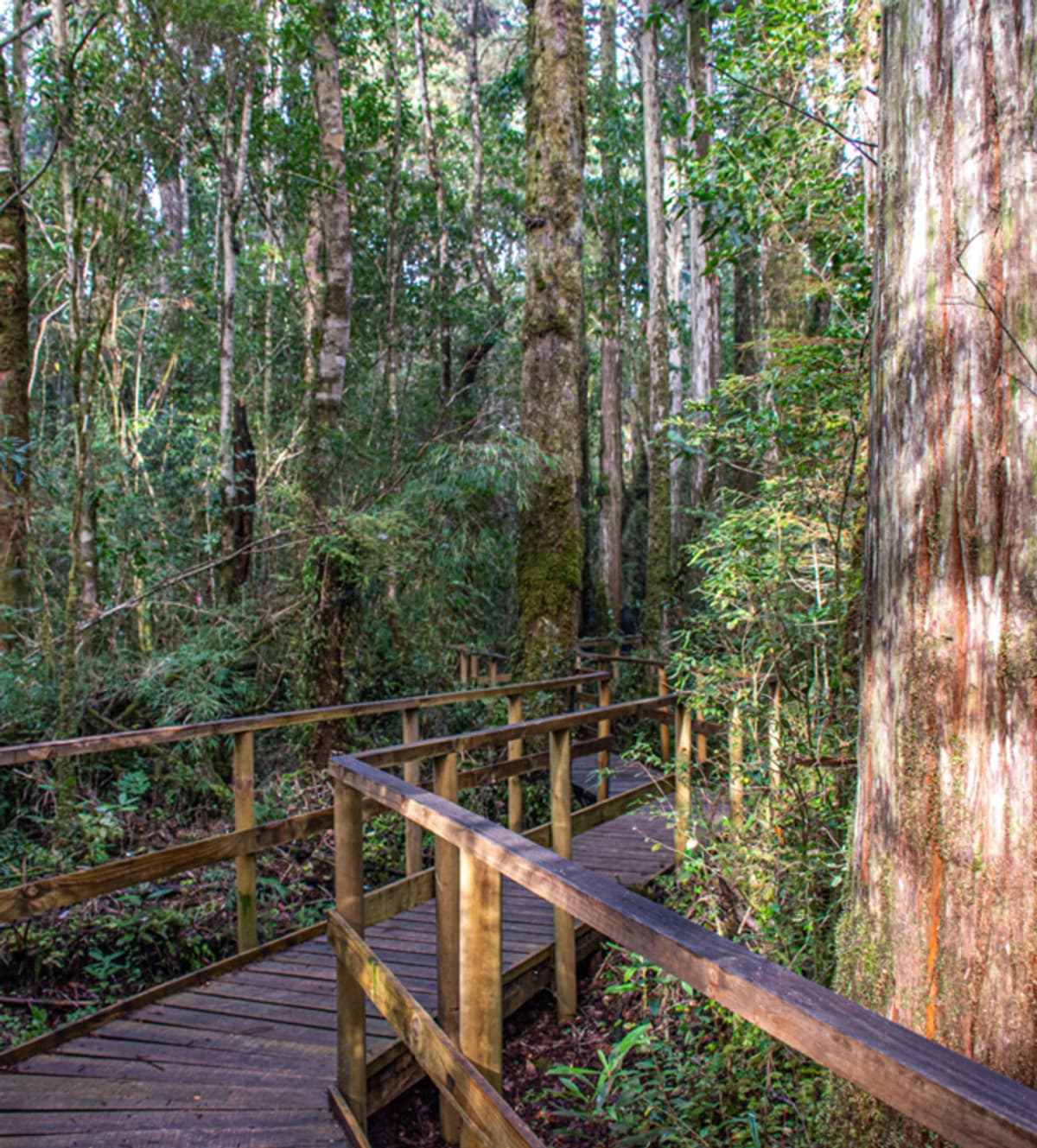 Entrada al Monumento Natural Lahuen Ñadi