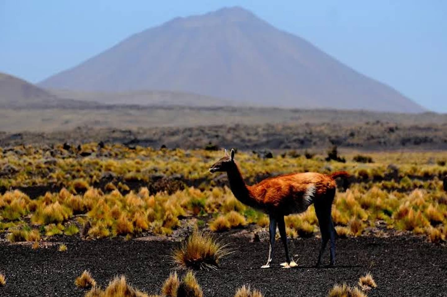 Excursión a la Reserva Natural La Payunia