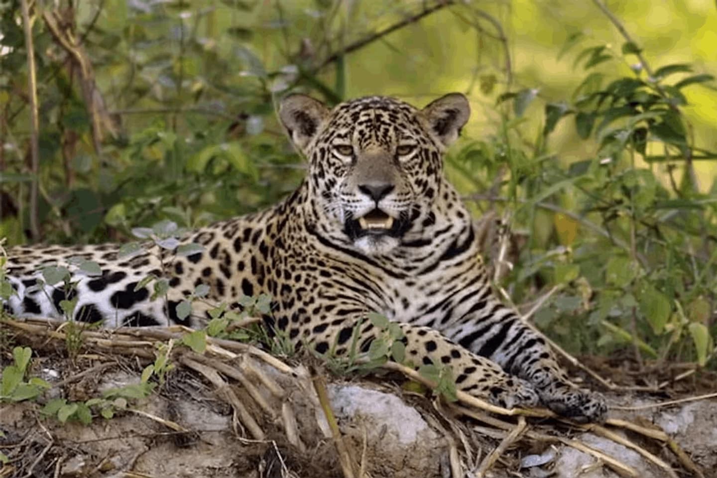 Safari por el Pantanal con paseo en barco desde Cuiabá