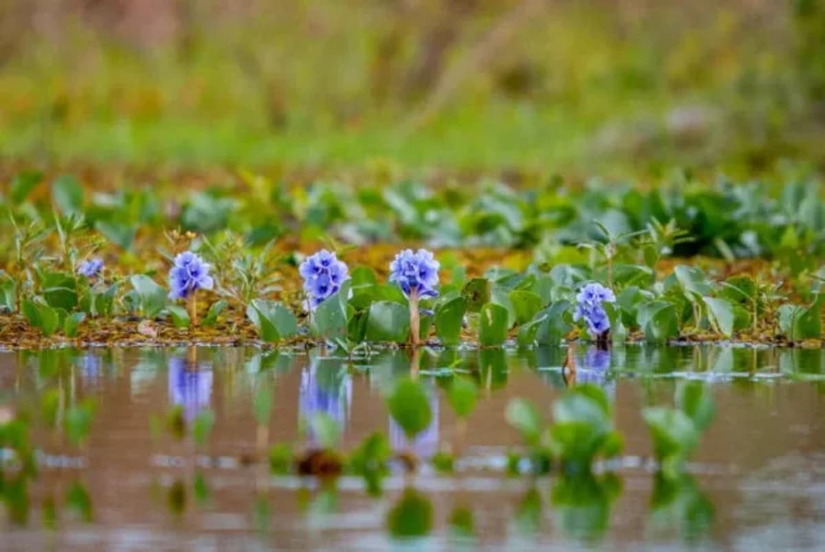 Excursión al Portal Cambyreta en Esteros del Iberá