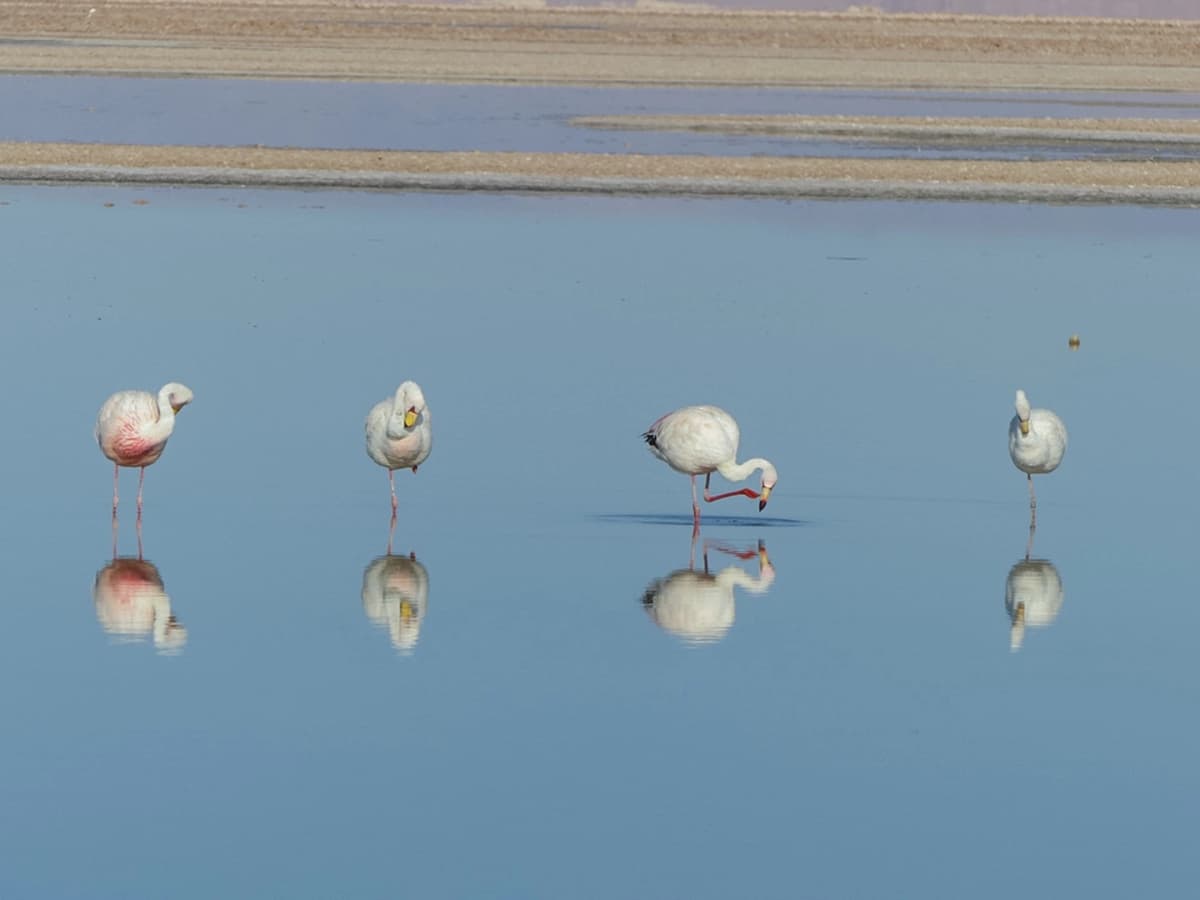 Maravillas de San Pedro de Atacama: Piedras Rojas, Miscanti, Miñiques y Laguna Chaxa