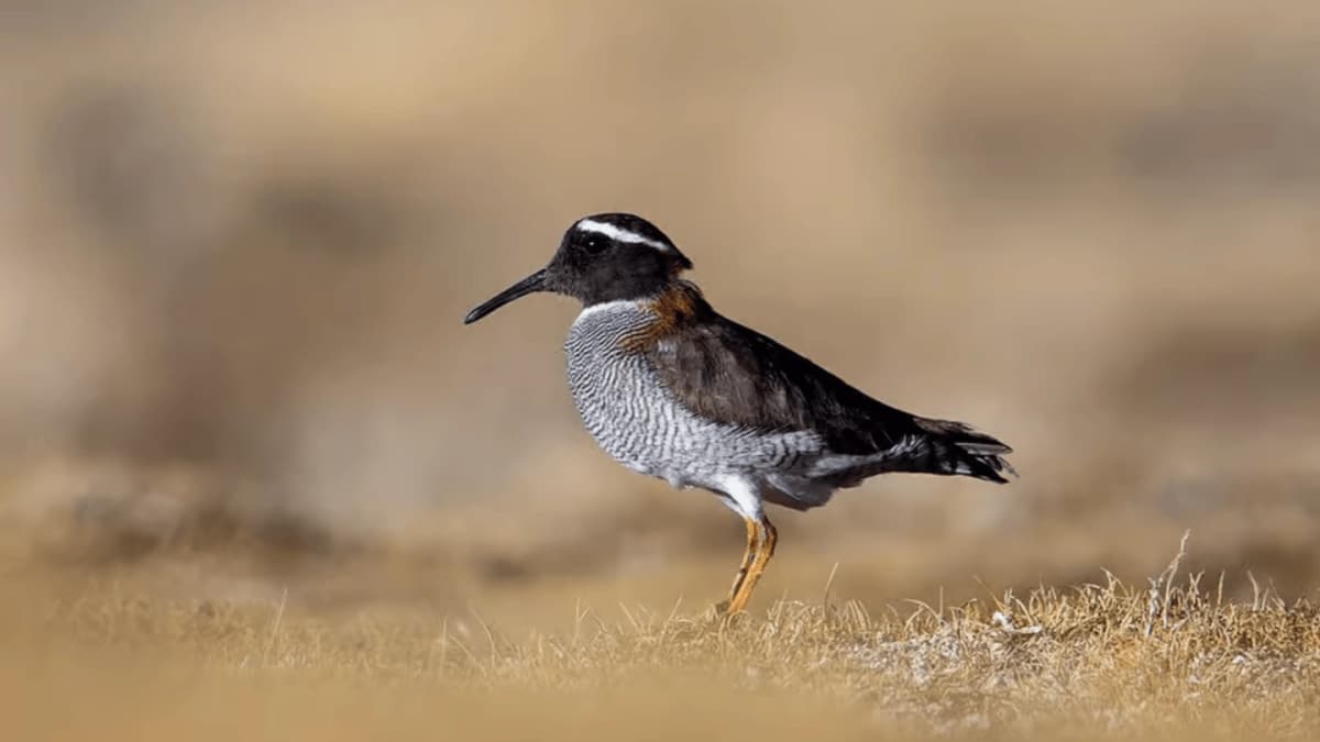Wildlife Safari in San Pedro de Atacama