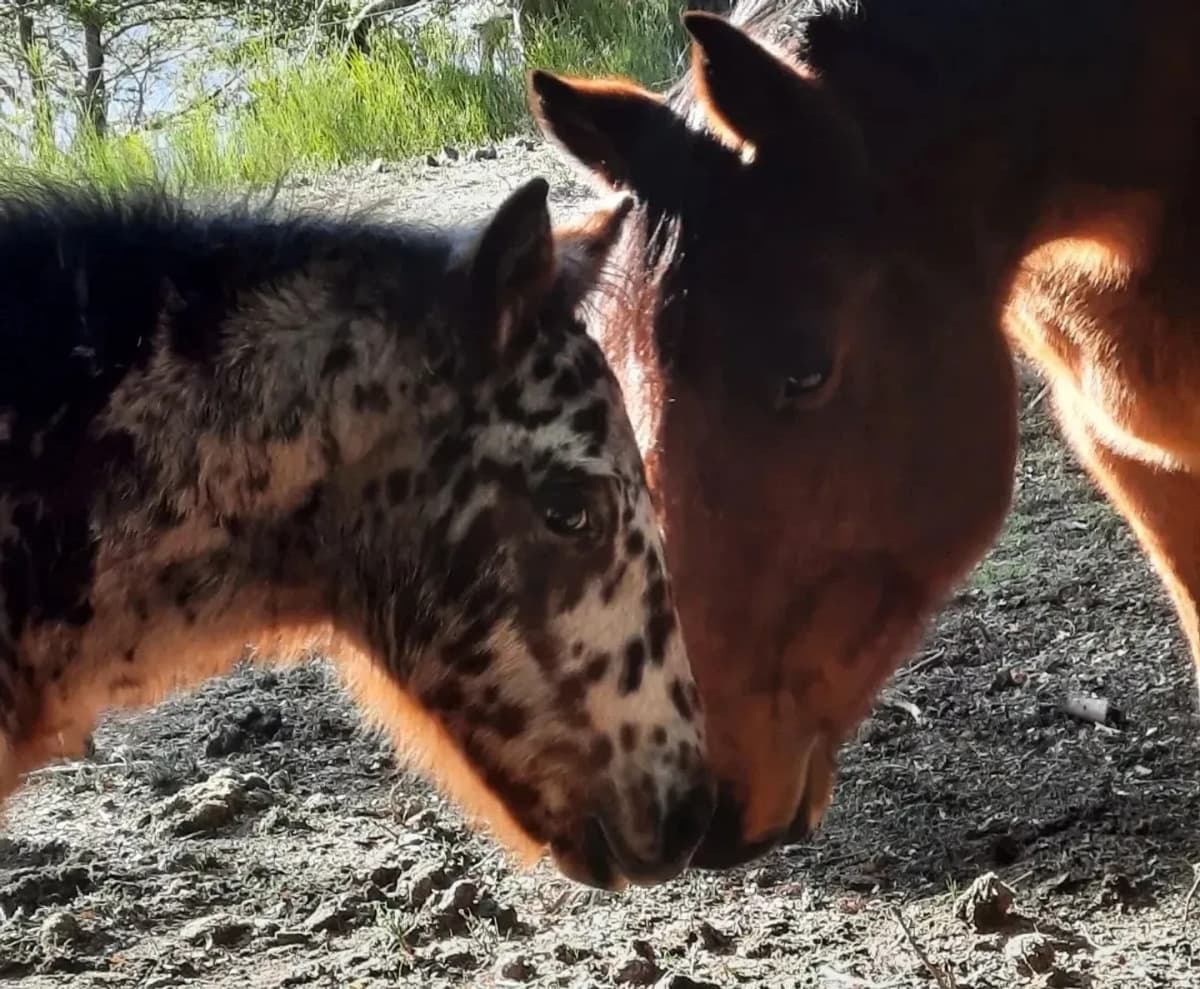 Passeio a Cavalo Vamos a la Playa em Villa Traful
