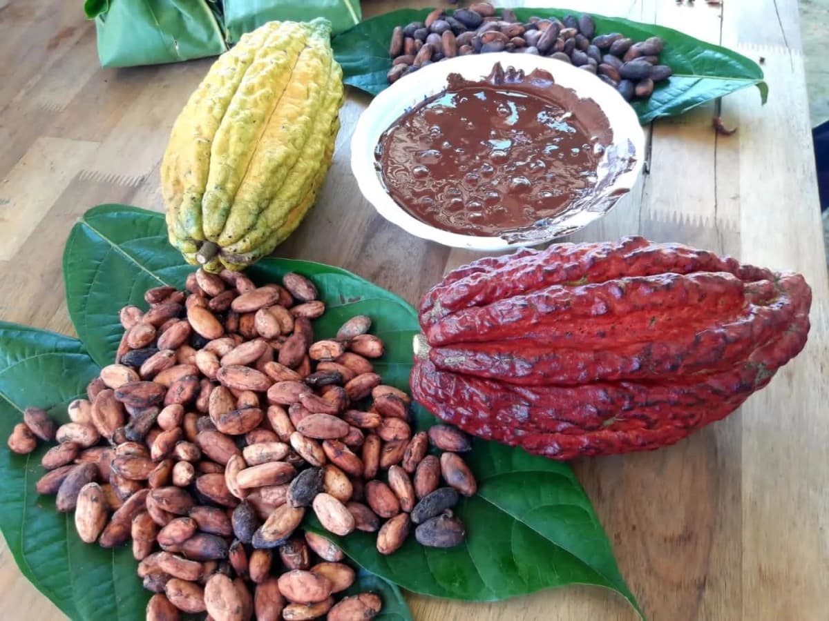 Tour de Chocolate en finca cacaotera y pozas naturales Las Aguadas