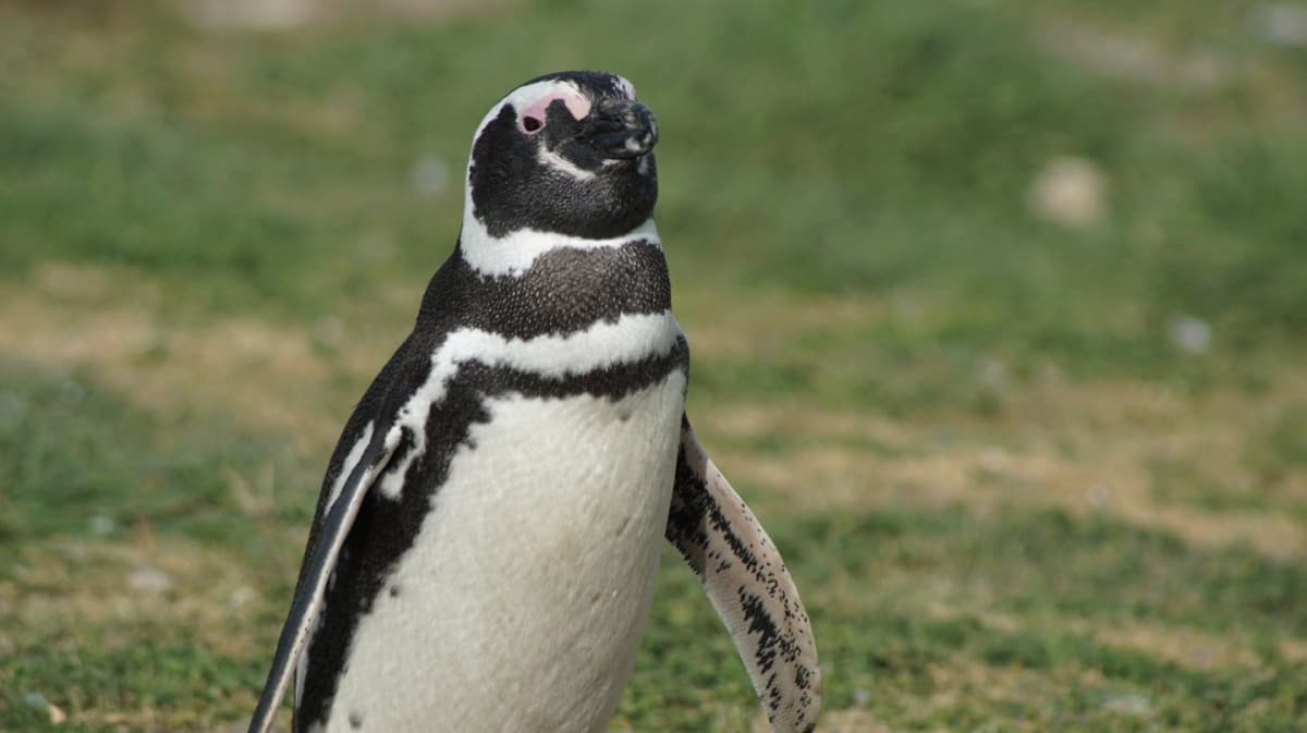 Navegación Isla Magdalena desde Punta Arenas