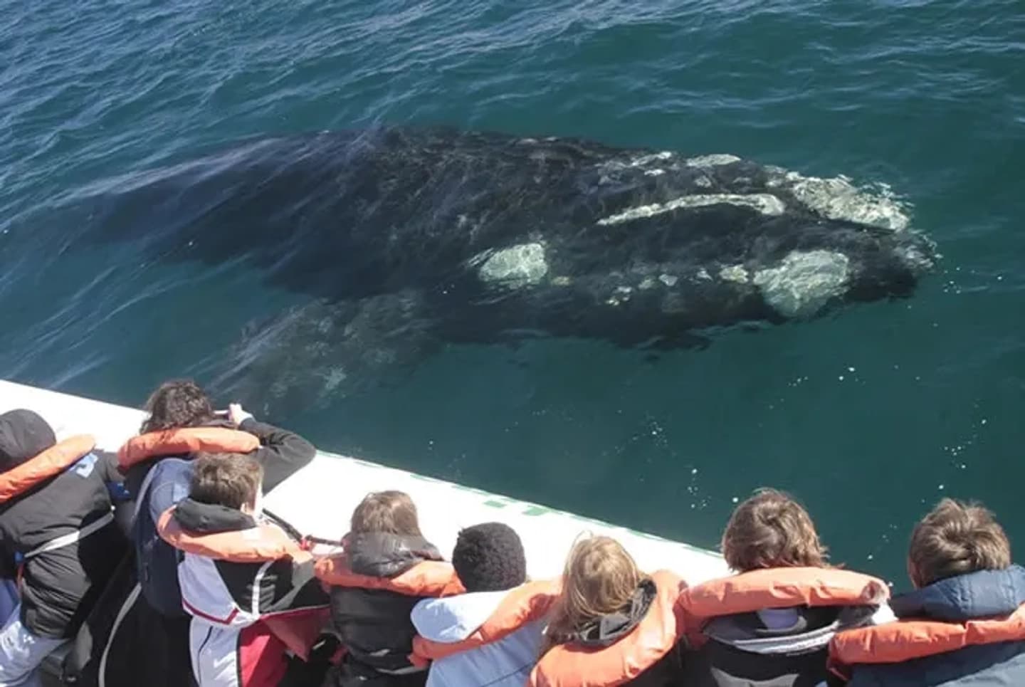 Ticket Navegación con Avistaje Embarcado de Ballenas