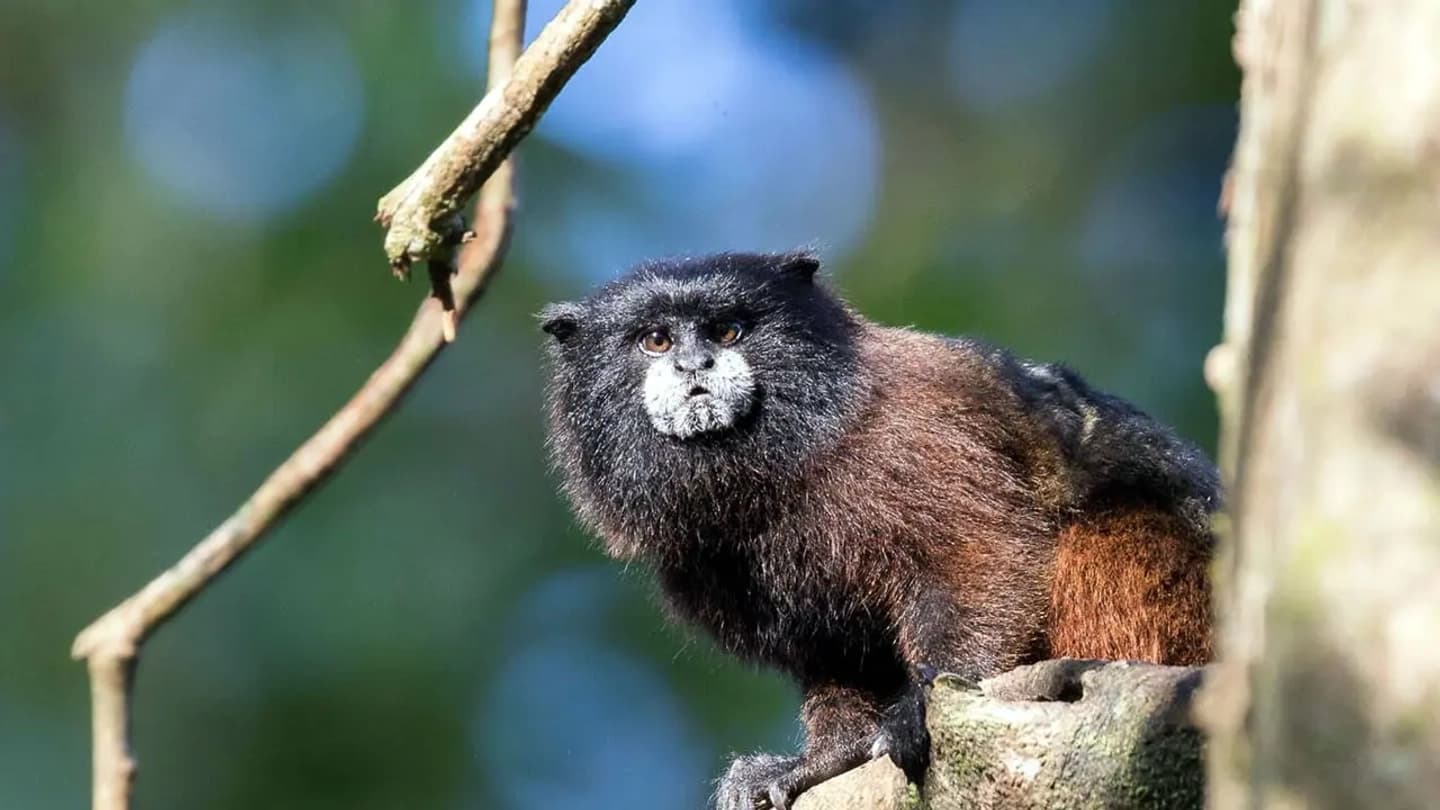 Excursión a Pacaya Samiria por el río Marañón desde Iquitos