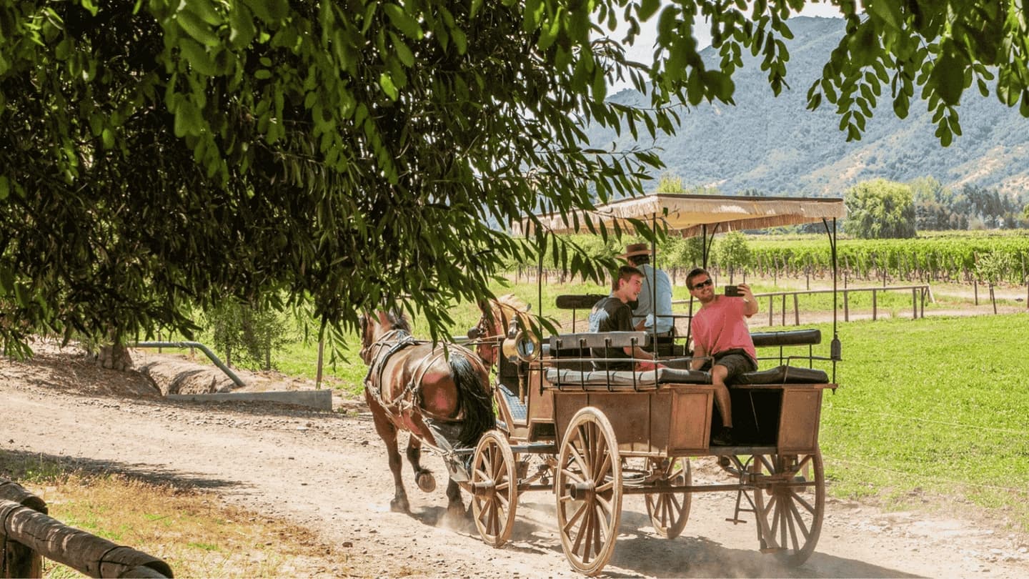 Tour de Vinos de Lujo en Viña Viu Manent 
