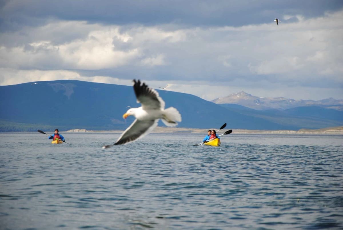 Kayak en el Canal Beagle: Aventura Única desde Puerto Williams