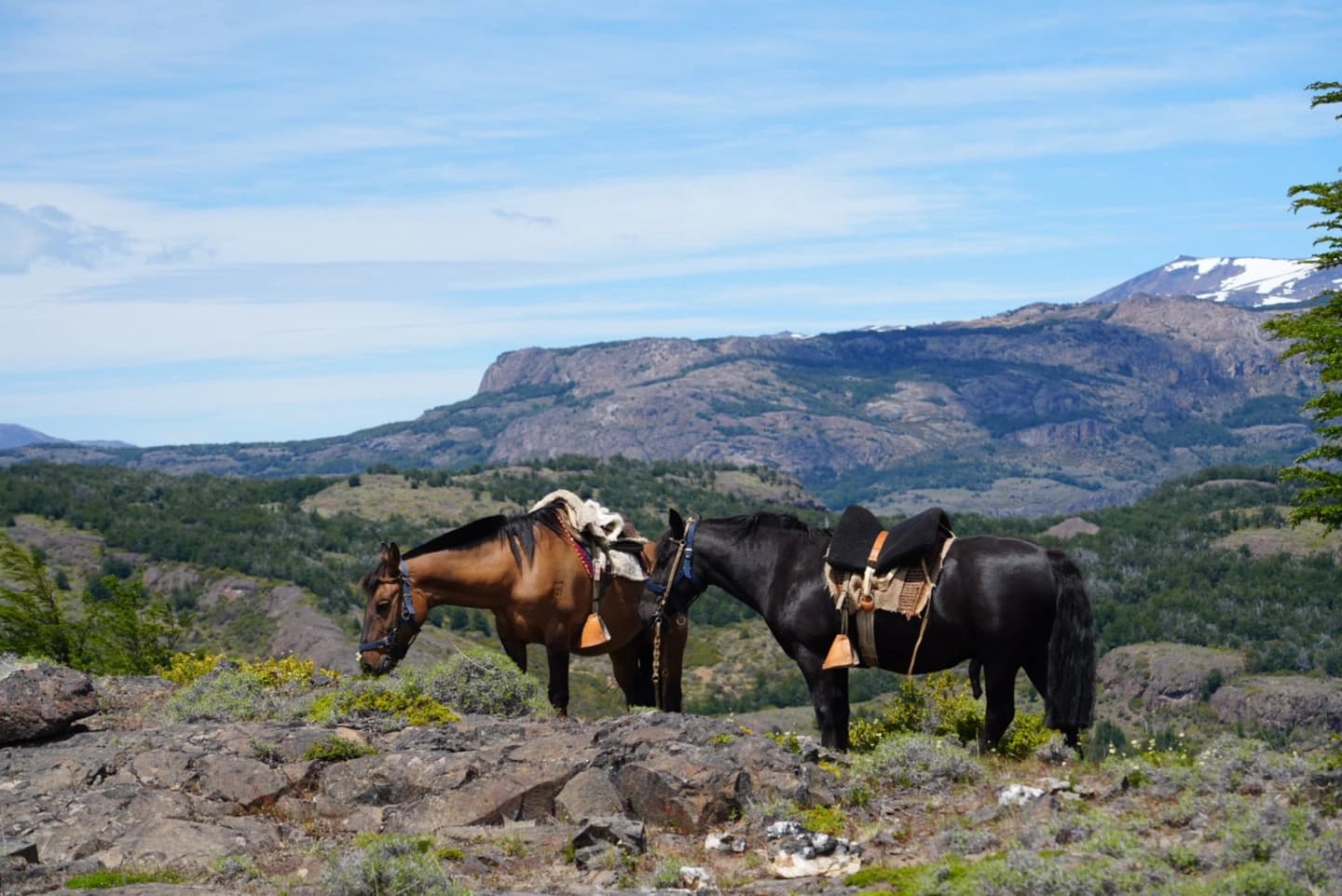 Cabalgata en la Patagonia: Explora la Cordillera del Cerro Castillo