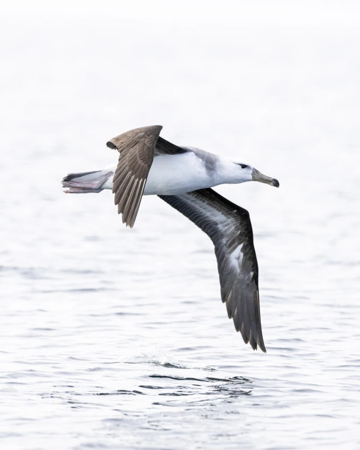 Navegación pelágica en el estrecho de Magallanes