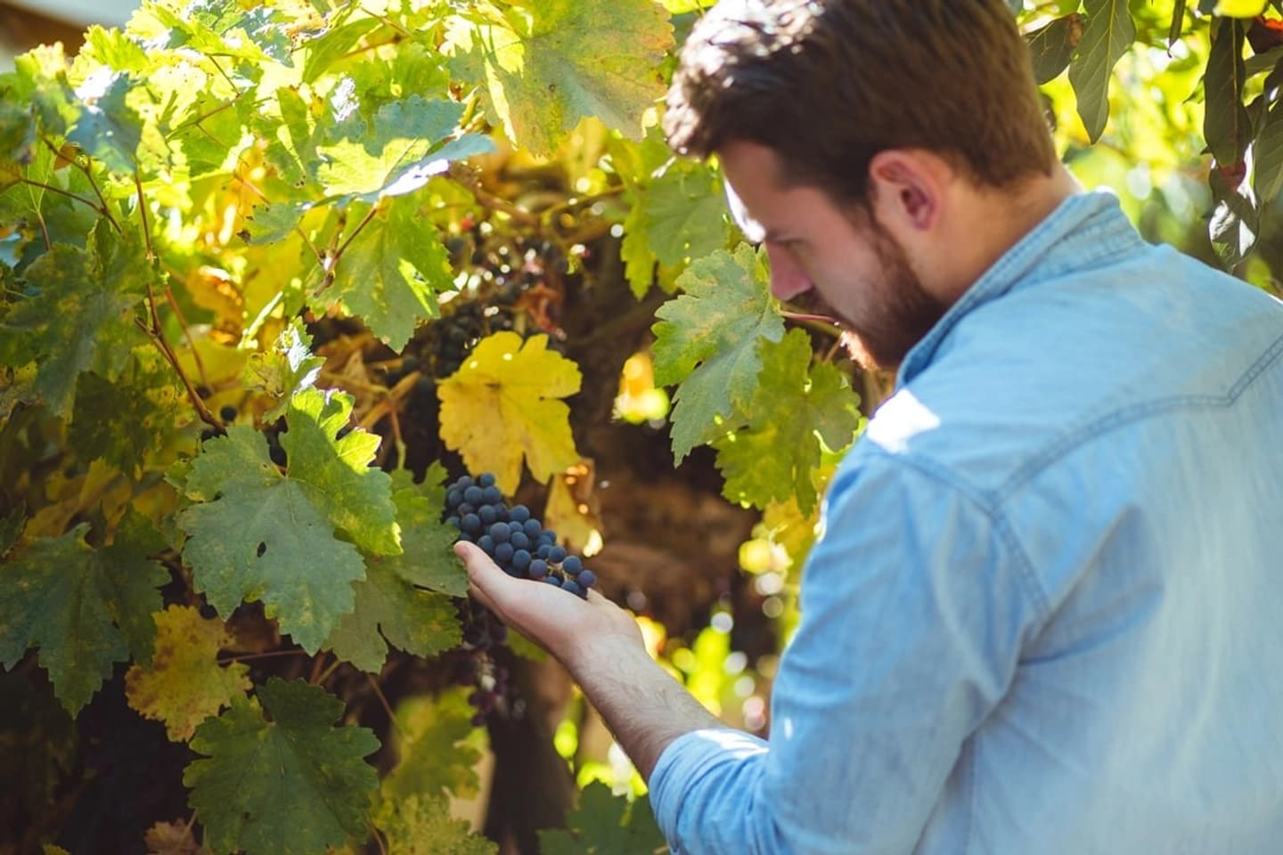 Full Day Casablanca Wine Valley Tour with Private Transport