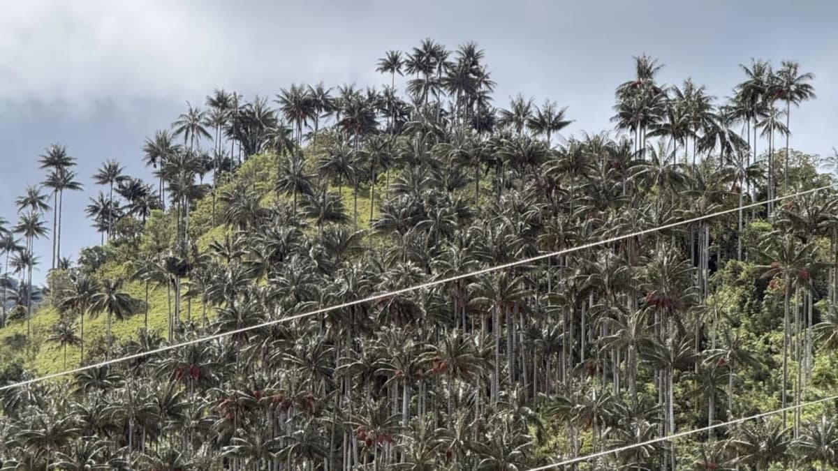 Tour tradicional la Carbonera tochecito