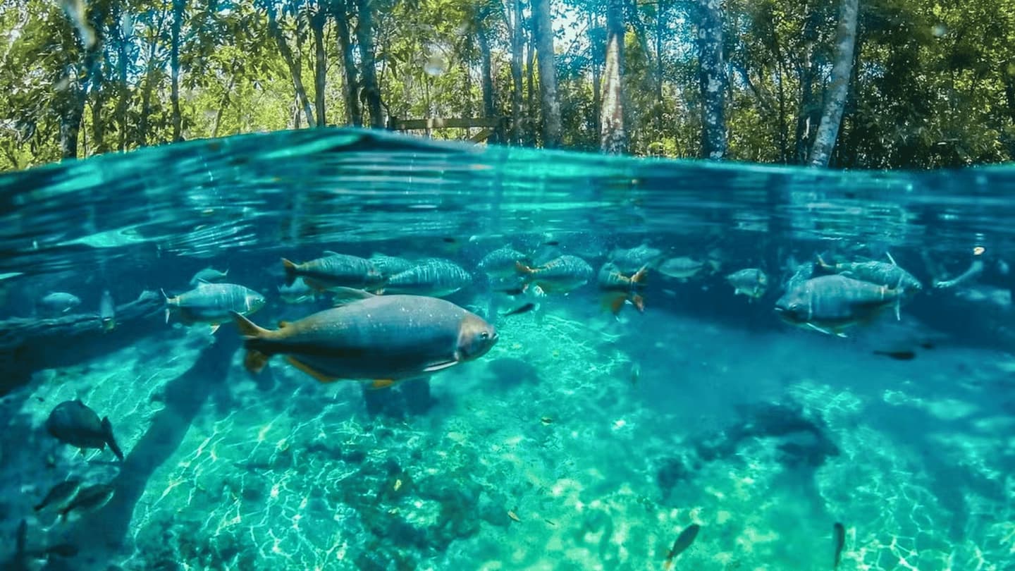 Excursión al Acuario Encantado de Nobres desde Cuiabá con Snorkel