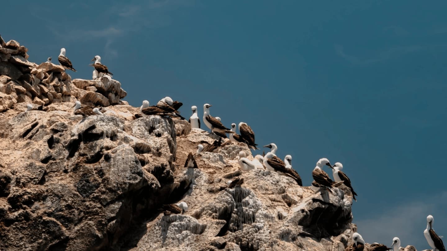 Tour de 3 Días en Paracas y Huacachina desde Lima