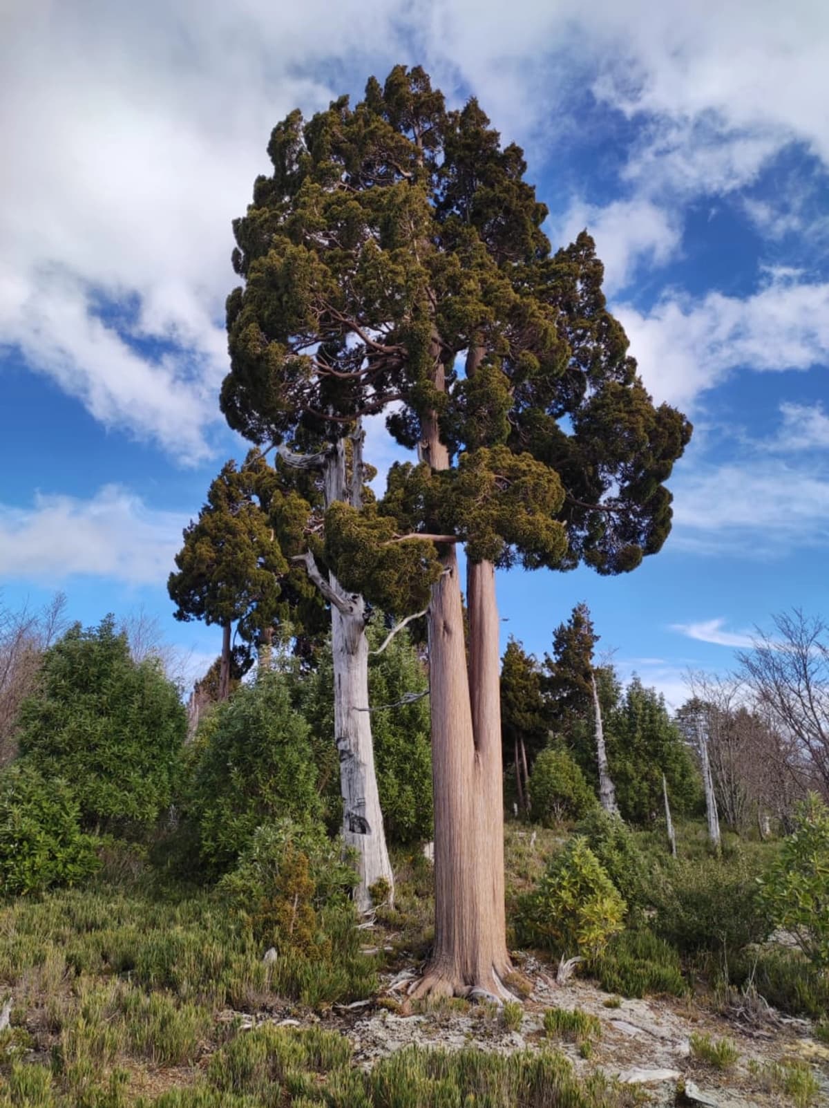 Entrada Parque Nacional Alerce Costero